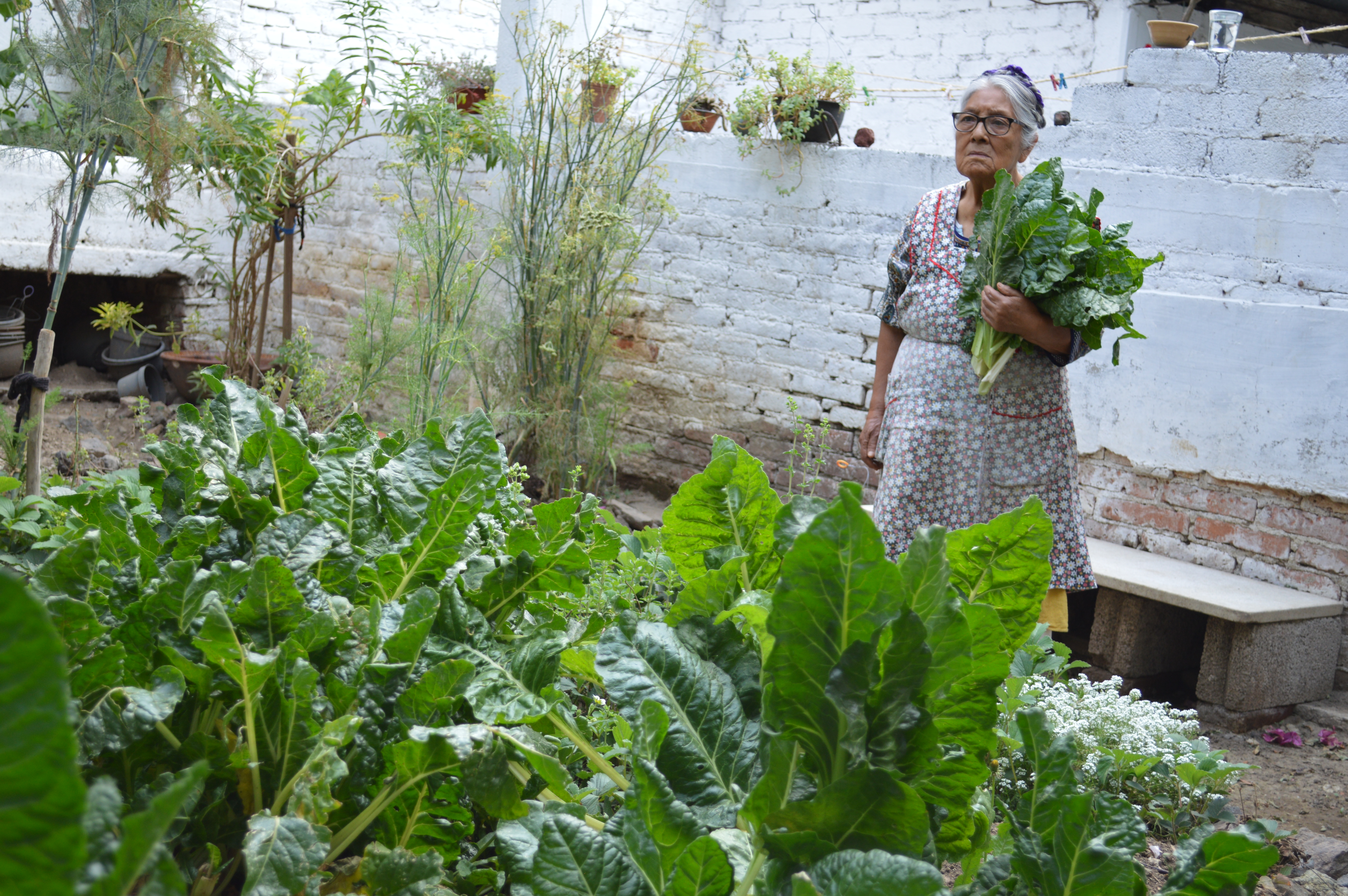 El huerto comunitario